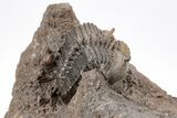 Spiny Cyphaspides Ammari Trilobite - Exceptional Detail #210209-3
